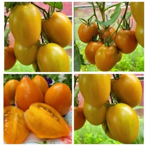 Томат Ореховая слива (С.Саакова) семена Tomate Seeds Samen - Picture 1 of 1