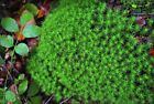Living Star Moss Clump (Tortula Ruralis) ~ Terrarium & Fairy Garden Plant Decor