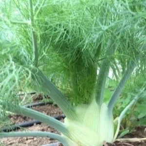 200+ FLORENCE FENNEL SEEDS (Foeniculum vulgare) Herbs Garden Seeds - USA - Picture 1 of 3