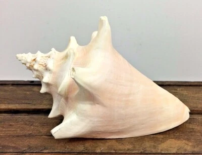 Vintage Shell Strombus Pugilis 6" Across Beach Decor Seashell - Image 1 of 4