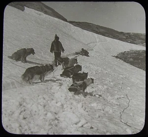 Glass Magic Lantern Slide ESKIMO DOG TEAM HOPEDALE LABRADOR C1910 PHOTO CANADA - Foto 1 di 2