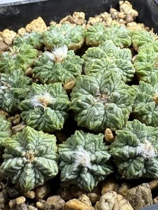 1 pieza Aztekium ritteri 'ASTEROIDES' GCG 10002 Sierra Animas, raíces propias - Imagen 1 de 5
