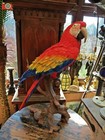 LIFE SIZE RED MACAW FIGURE. Stunning, Large & Very Realistic, Home or Garden 