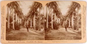 Hawaii.Hawaii.Honolulu.Avenue.Queen's Hospital.Foto Stereo Stereoview Underwood. - Bild 1 von 2