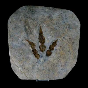 4,6" Grallator Variabilis Dinosaurier Spuren Fußabdrücke Jurassic Age Frankreich Echtheitszertifikat - Bild 1 von 8