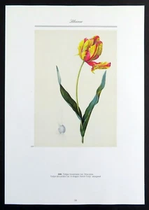 Parrot Tulip flower, Redoute botanical print, 1986 offset lithograph - Picture 1 of 4