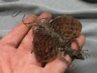 Taxidermy real Draco volans male   perfect specimen  