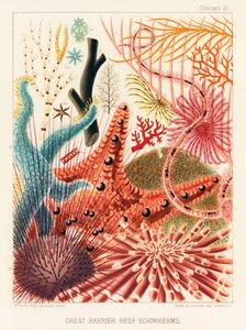 12802.Poster print.Room Wall design.1893 Great Barrier Australian Reef.Star Fish - Picture 1 of 1