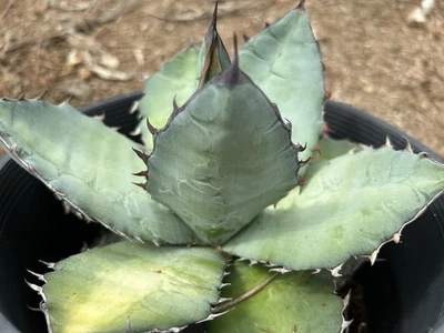 Agave Blue Titanota Select Md Seedling C37,  Super Compact, Possibly Dwarf!! - Image 1 of 3