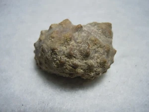 Rarest Fossil Stone Unidentified Spikey Gastropod 290 MYO East Kansas 7.7 Grams - Picture 1 of 12