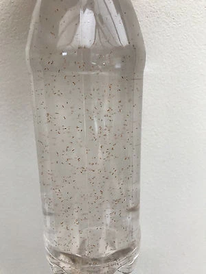 1000 ml Hoch Konzentrat copepods Koralle Futter - Bild 1 von 4