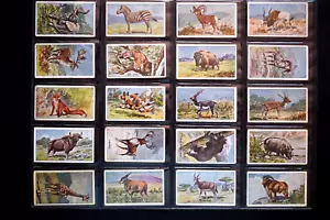 1910 SNIDERS & ABRAHAMS (PETER PAN) *ANIMALS* COMPLETE 60 CARD SET - Picture 1 of 6