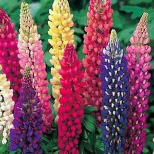 100 Russell Lupine Perennial Mix Seeds. USA Seeds. Organic. Ships free - Picture 1 of 1