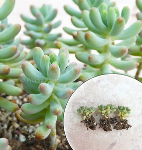 Sedum Pachyphyllum Succulent Mini Baby Plants Evergreen Rooted - Pack of 3 - Picture 1 of 3