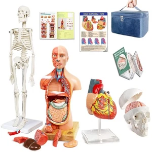 Corpo Umano, Scheletro, Cuore, Teschio Mezza Taglia con Cervello Modelli-Migliore Anatomia M... - Foto 1 di 8