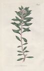 Daphne Oleoides Creta Fiore Botanica Engraving Incisione Curtis 1917