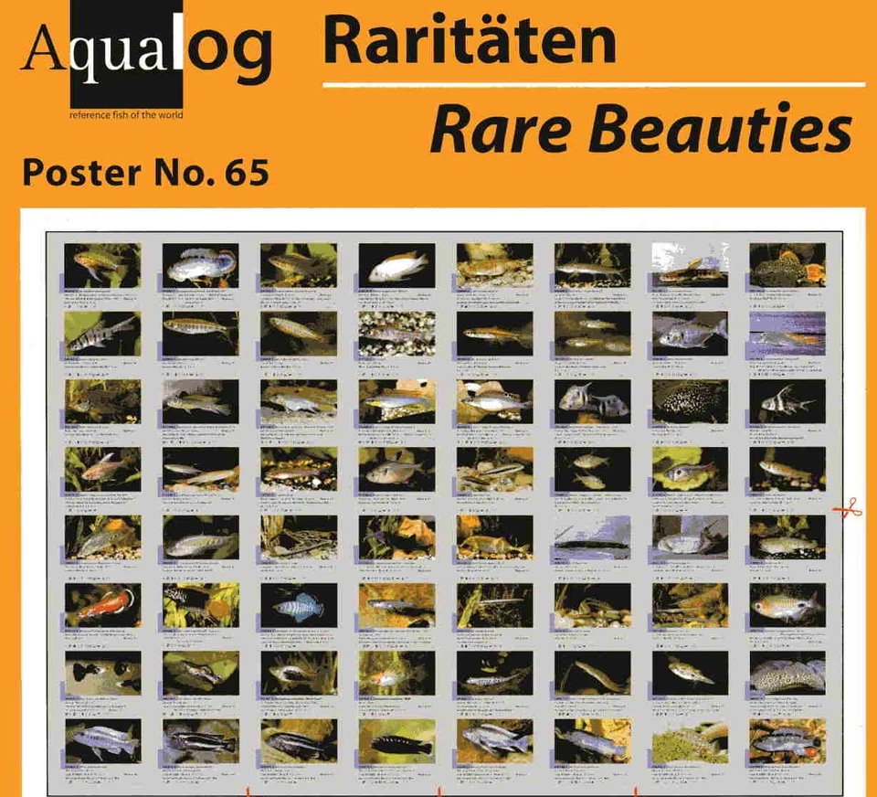AQUALOG Poster Rare Tropical Fishes, LAMINATED - Image 1 of 1