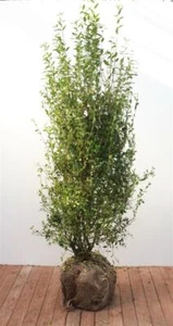 Ligustrum vulgare 'Atrovirens', Liguster, immergrün, 150–175 cm - Bild 1 von 6