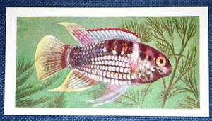 KUPPELKOPFFISCHE Tropische Süßwasser Aquarium Fische Vintage Karte - Bild 1 von 1