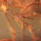 2 Insekt Inkluse Einschluss Baltischer Naturbernstein +FREIES FOTO i1516 Amber