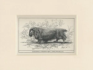 SUSSEX SPANIEL SELTEN ANTIK 1900 GRAVUR BENANNT HUND DRUCK FERTIG MONTIERT - Bild 1 von 1