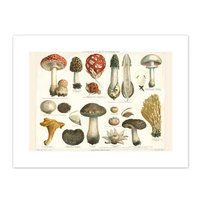 Meyers Fungus Mushrooms Canvas Wall Art Print - Image 1 of 4