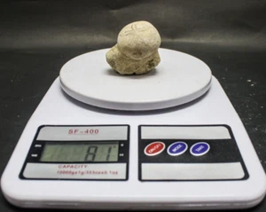 Natural Matrix Pygurus Fossil Sea Urchin Sand Dollar Fossil Echinoid Jurassic - Picture 1 of 8