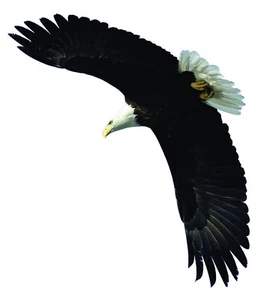 Soaring Eagle v1 Vinyl Decal - Bild 1 von 2