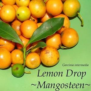 ~LEMON DROP MANGOSTEEN~ Garcinia intermedia YUMMY YELLOW FRUIT Small Plant - Picture 1 of 11