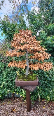 White Beech Bonsai - Image 1 of 2