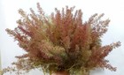 Teloxys Aristata, Seafoam Trees, Sea Moss, Seafoam, Aka Seafoam Zeechium x8 pcs