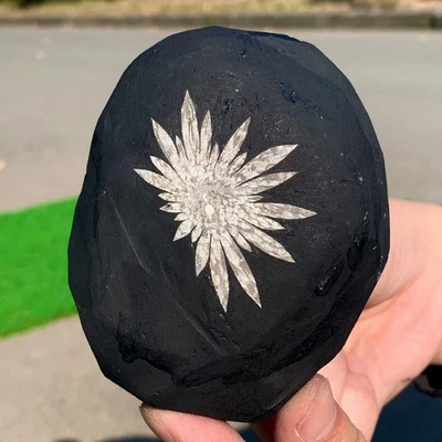 283G Natural Chrysanthemum Stone Quartz Carving Halo Treatment Gift - Image 1 of 4