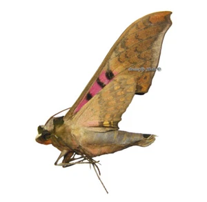 Unmounted Butterfly/Sphingidae - Adhemarius gannascus gannascus, male, Bolivia - Imagen 1 de 1