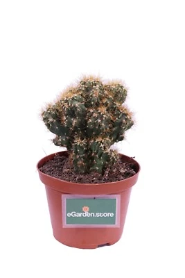 Pianta di Cereus Peruvianus Mostruosa Yellow vera ornamentale cactus da interno - Immagine 1 di 2