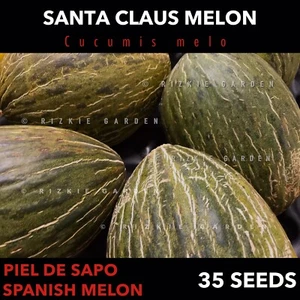 Santa Claus Melon, Piel de Sapo Melon, Fruit Seeds, Cucumis melo x 35 Seeds - Picture 1 of 9