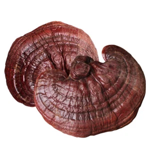 Fungo Reishi a base di erbe cinese essiccato Lingzhi viola Ganoderma Lucidum 500 g - Foto 1 di 5