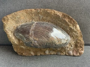 Polished Fossil Bivalve Scunthorpe, Jurassic Cardinia sp 200 Million Years Old ! - Picture 1 of 4