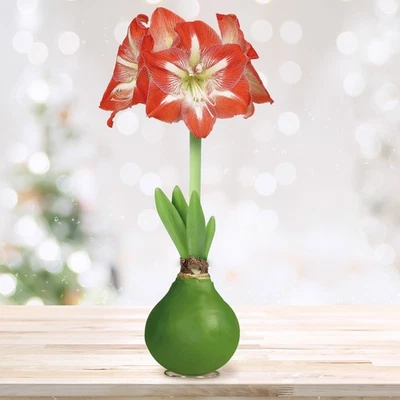 Bombilla Garden State Minerva Bombilla Flor Amaryllis Encerada, 30/32 cm, Cera Verde Foto 1 de 4