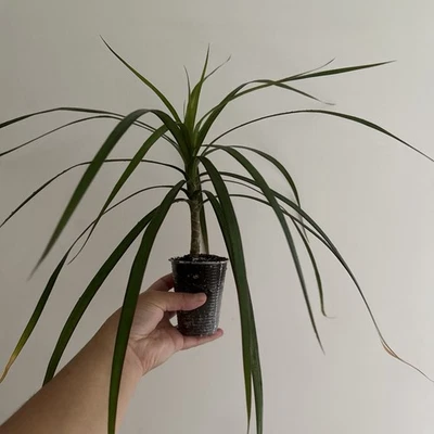 Dracaena Palm Tree Plant Potted Rooted - Image 1 of 4