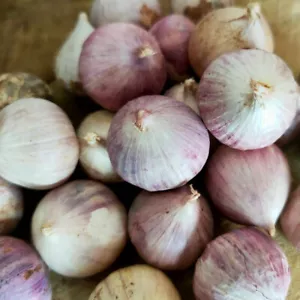 Big Elephant Garlic Single Bulb Cooking Food Thai Herbal Grade Premium 1KG. - Picture 1 of 3