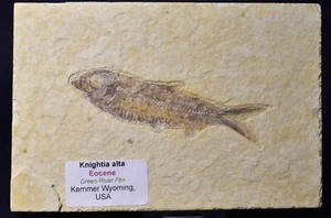 FISH FOSSIL, KNIGHTIA, EOCENE, GREEN RIVER ftm, USA F53 - Imagen 1 de 4