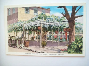WELTGRÖSSTER ROSENBUSCHSTEIN. Arizona Postkarte - Bild 1 von 2