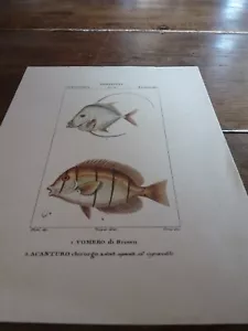 une gravure sur carton poissons zoologia - Picture 1 of 1