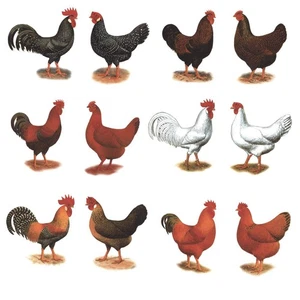 Rooster Hen 12 pc Set Select-A-Size Overglaze Waterslide Ceramic Decals - Picture 1 of 8