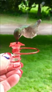Micro HUM-fi™ Hand Held Hummingbird Feeder w/Perch & Window Cling - Picture 1 of 5