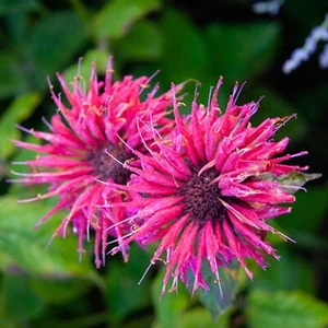 100 Balmy Dwarf Purple Bee Balm Seeds Flowers Seed Bees Hummingbird US SELLER - Picture 1 of 24