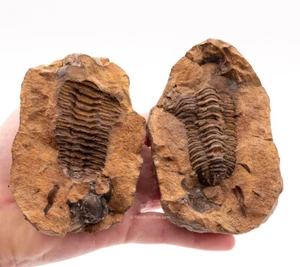 Unique Fossil Trilobite in Geode Morocco 2382 - Picture 1 of 4