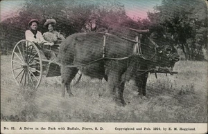 Pierre,SD Drive in the Park with Buffalo 1911 Hughes County South Dakota - Picture 1 of 2