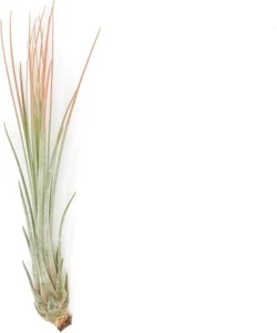 Coral Tillandsia Air Plants - Color Enhanced Easy Care Indoor/Outdoor Decor - Picture 1 of 26