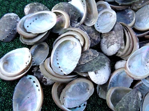 60 X SMALL SEA SHELLS HALIOTIS 2 - 3 CM ABALONE ORMER Iridescent MOP Craft - Picture 1 of 4